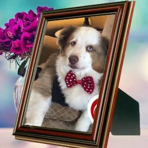 Meet your Posher, Penny